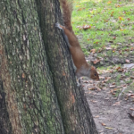 Eekhoorn in Central Park