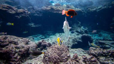 Beginnersgids tropisch aquarium