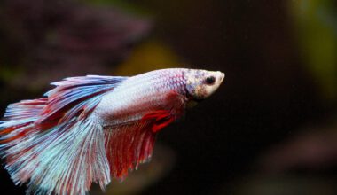 Beginner's guide tropical aquariums